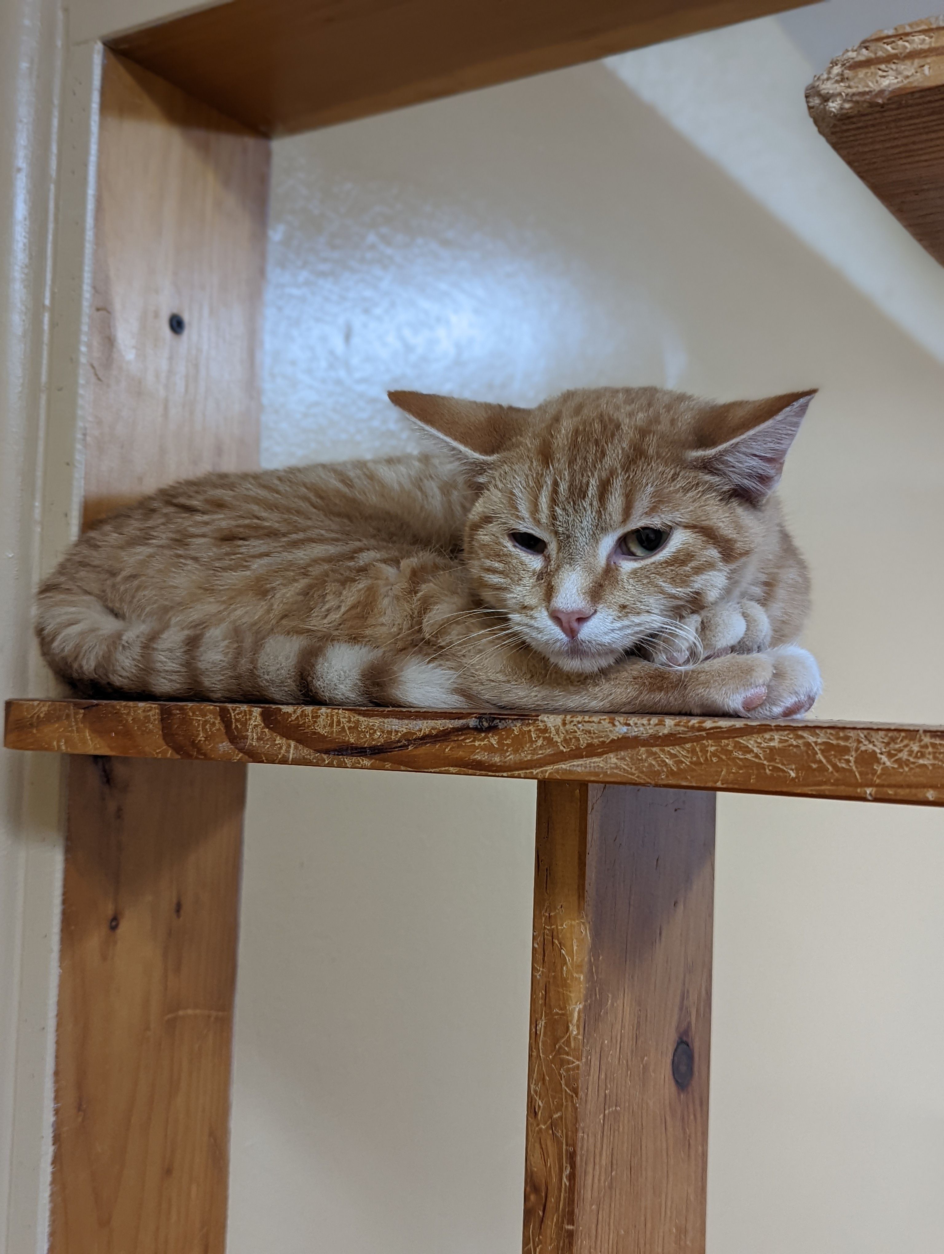 Coles County Animal Shelter