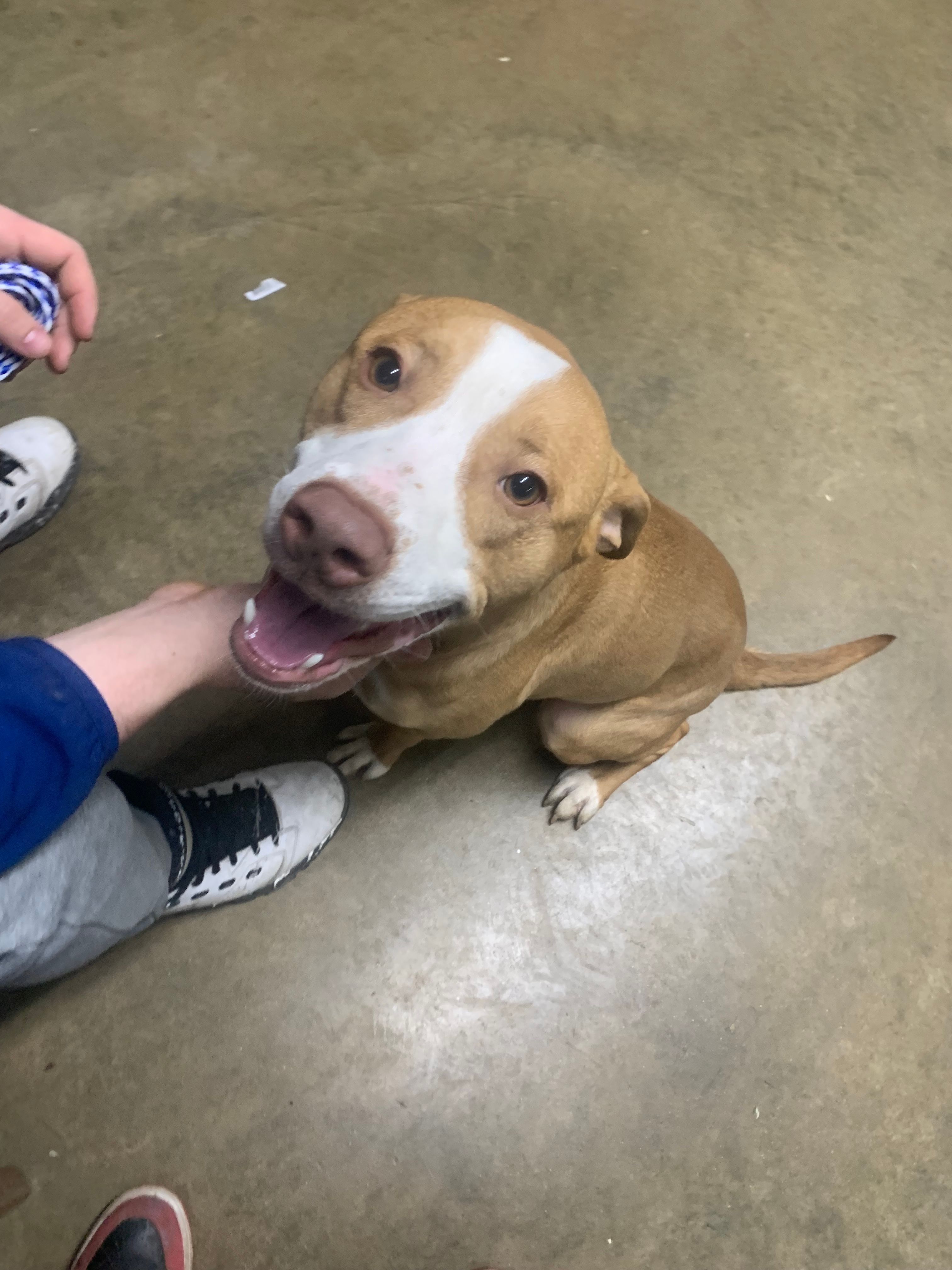 Coles County Animal Shelter