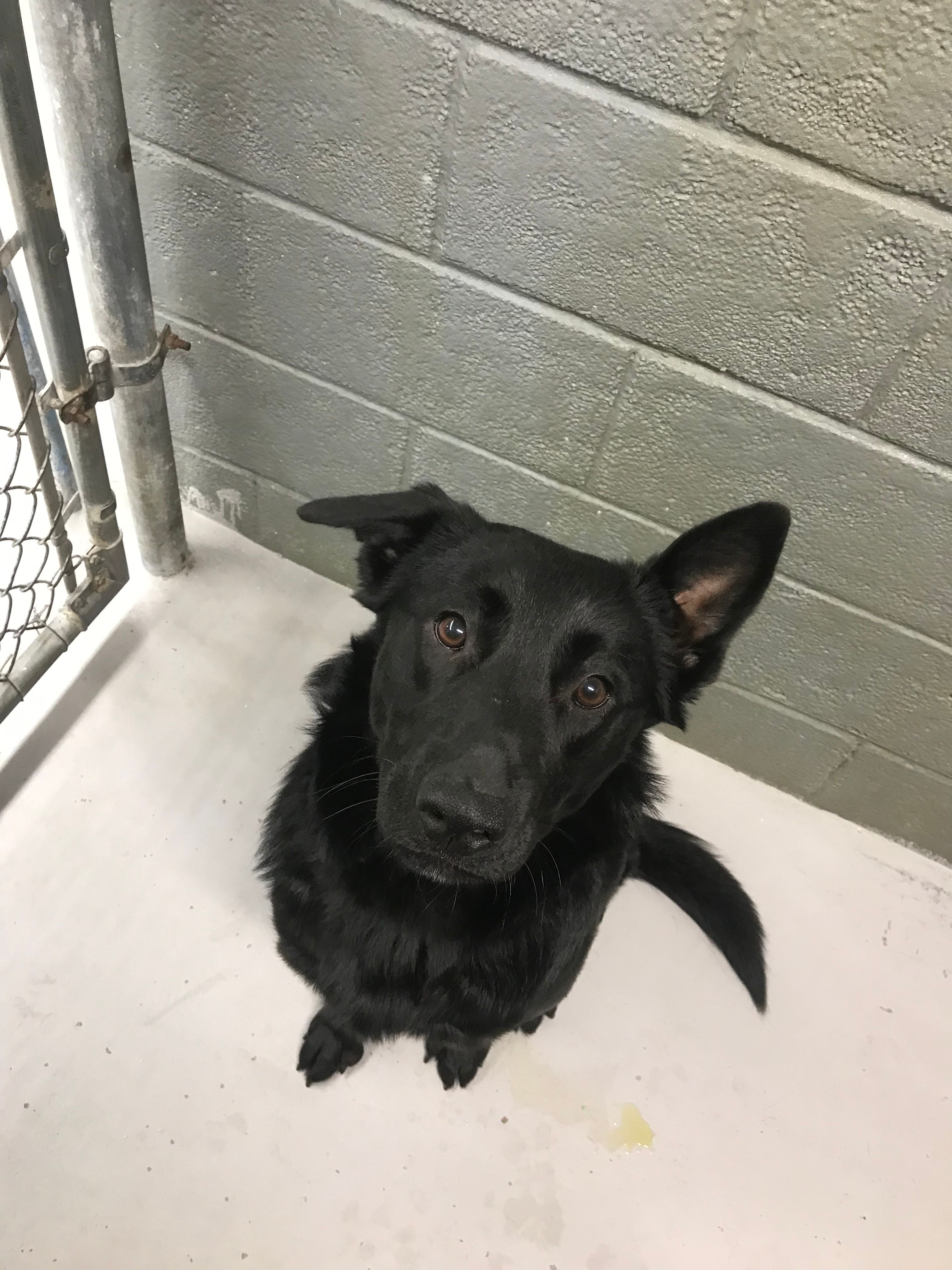 Coles County Currently Confined - yqfqftj