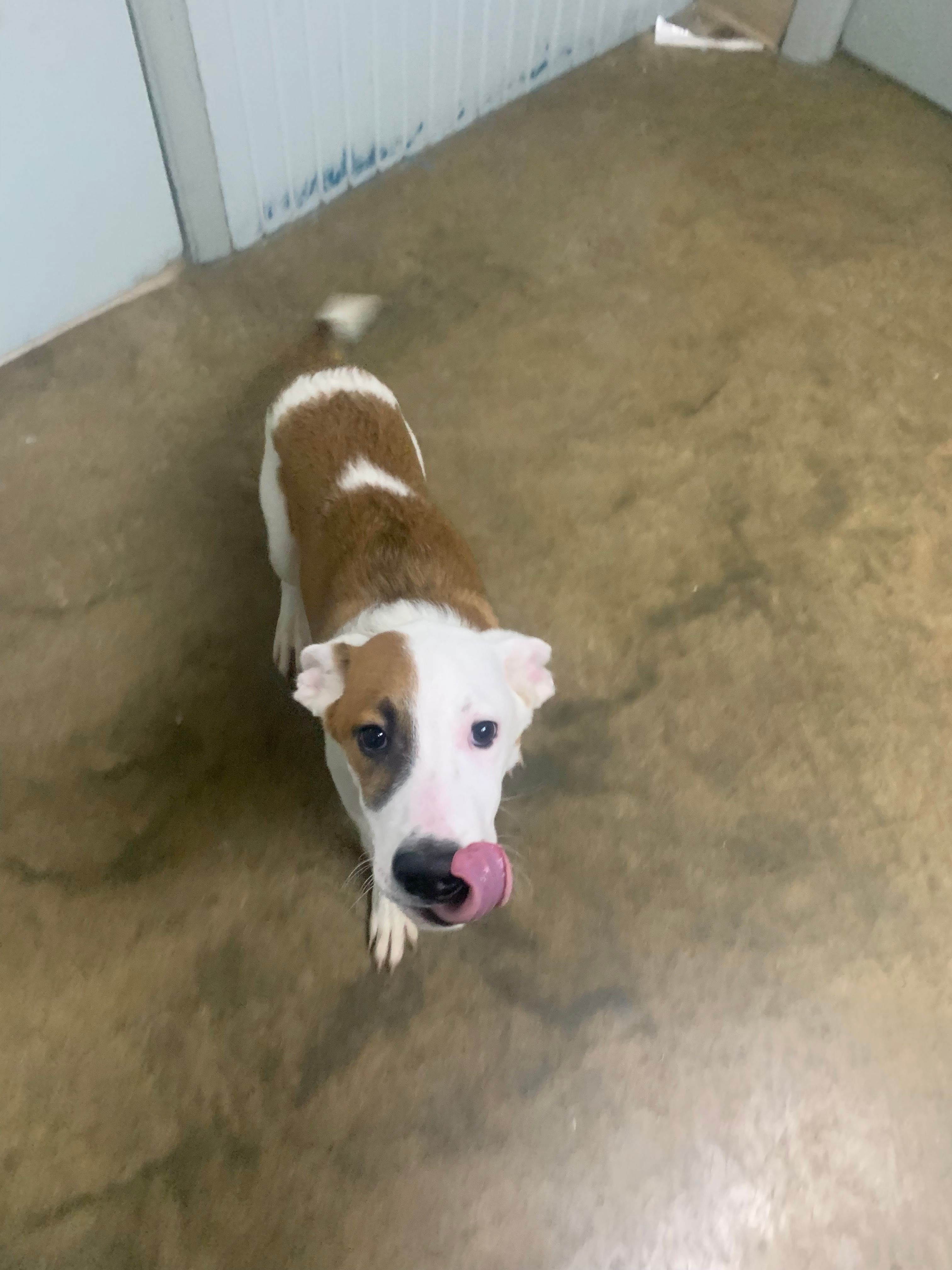 Coles County Animal Shelter