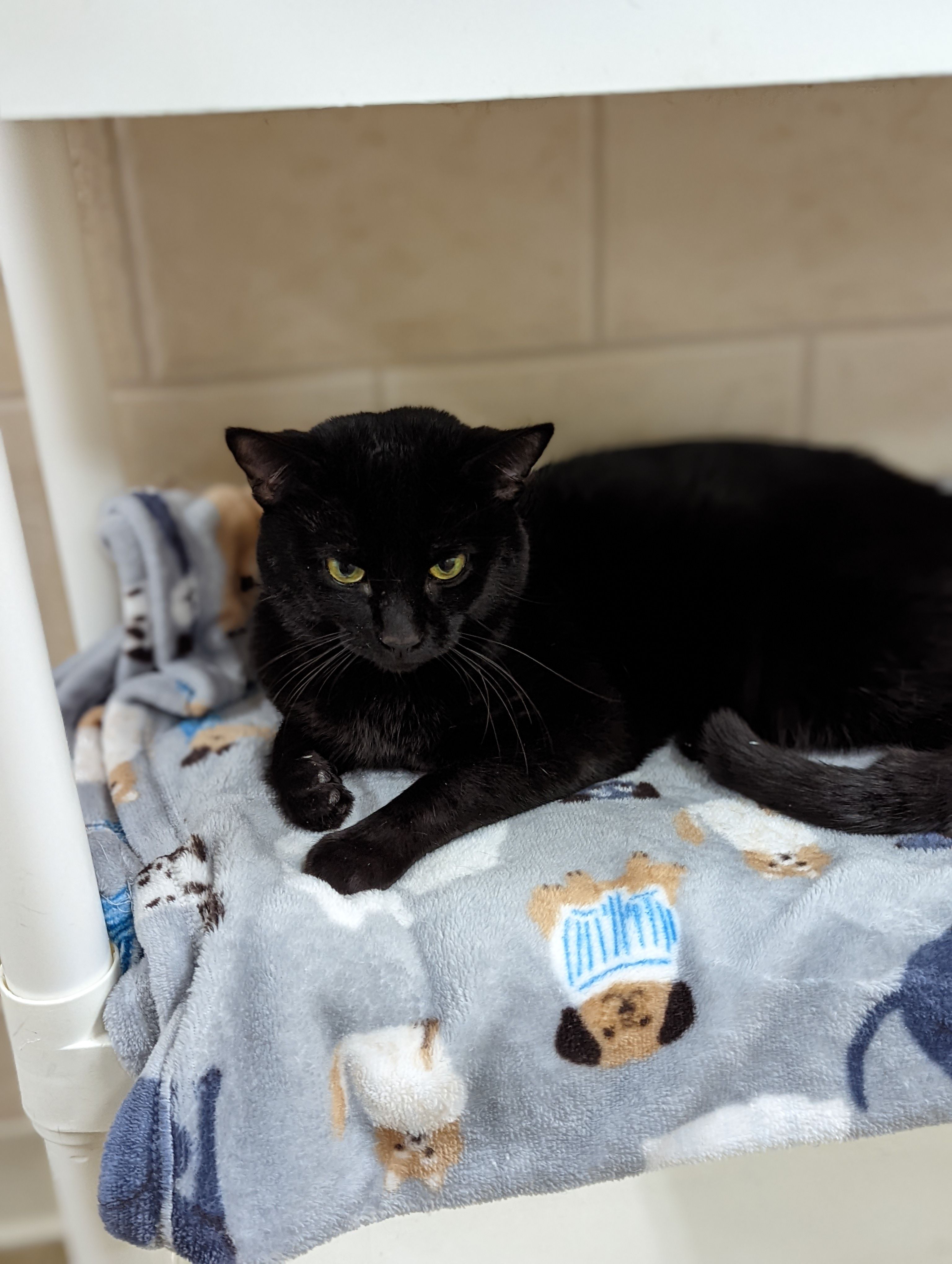 Coles County Animal Shelter