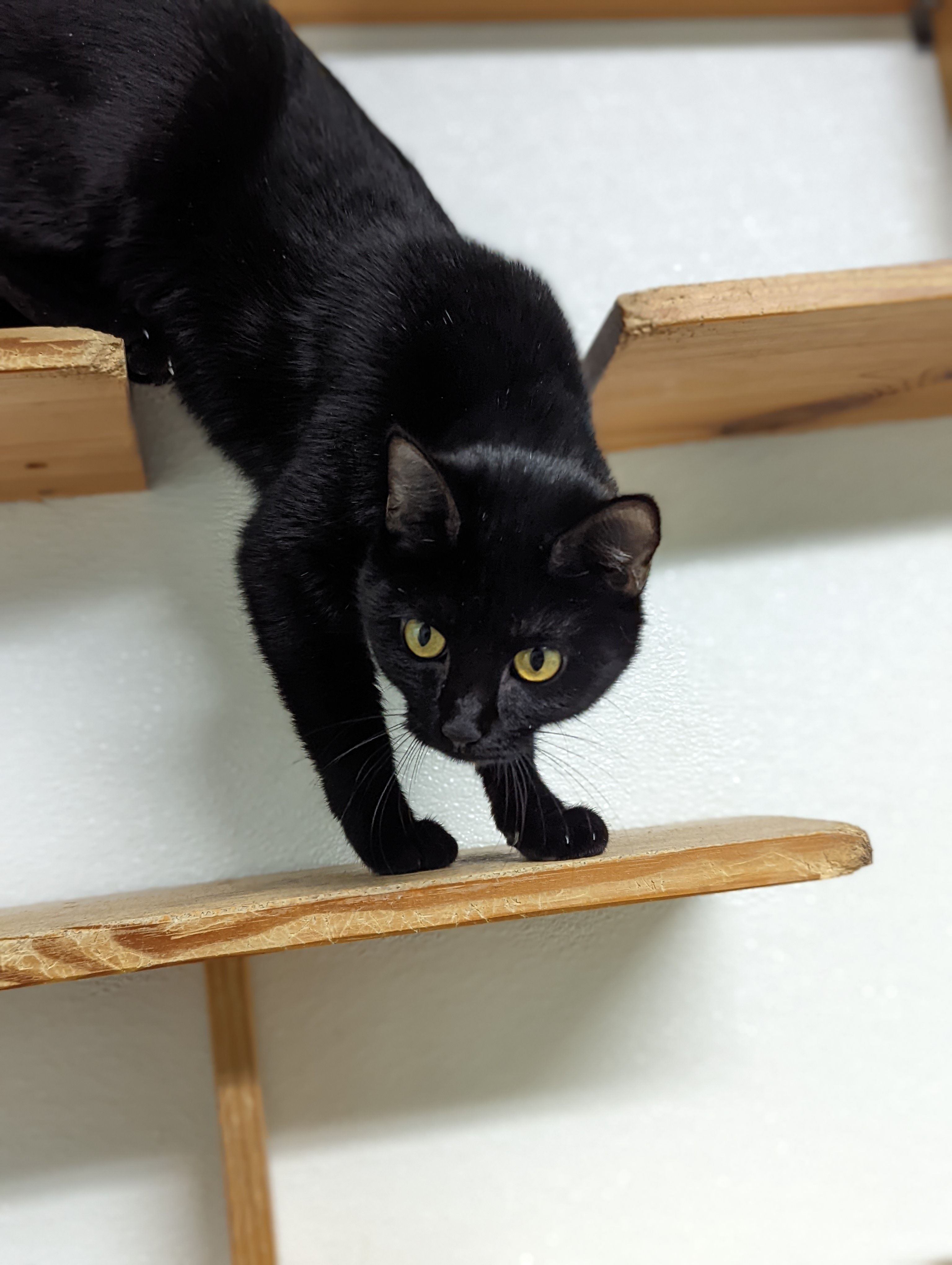 Coles County Animal Shelter