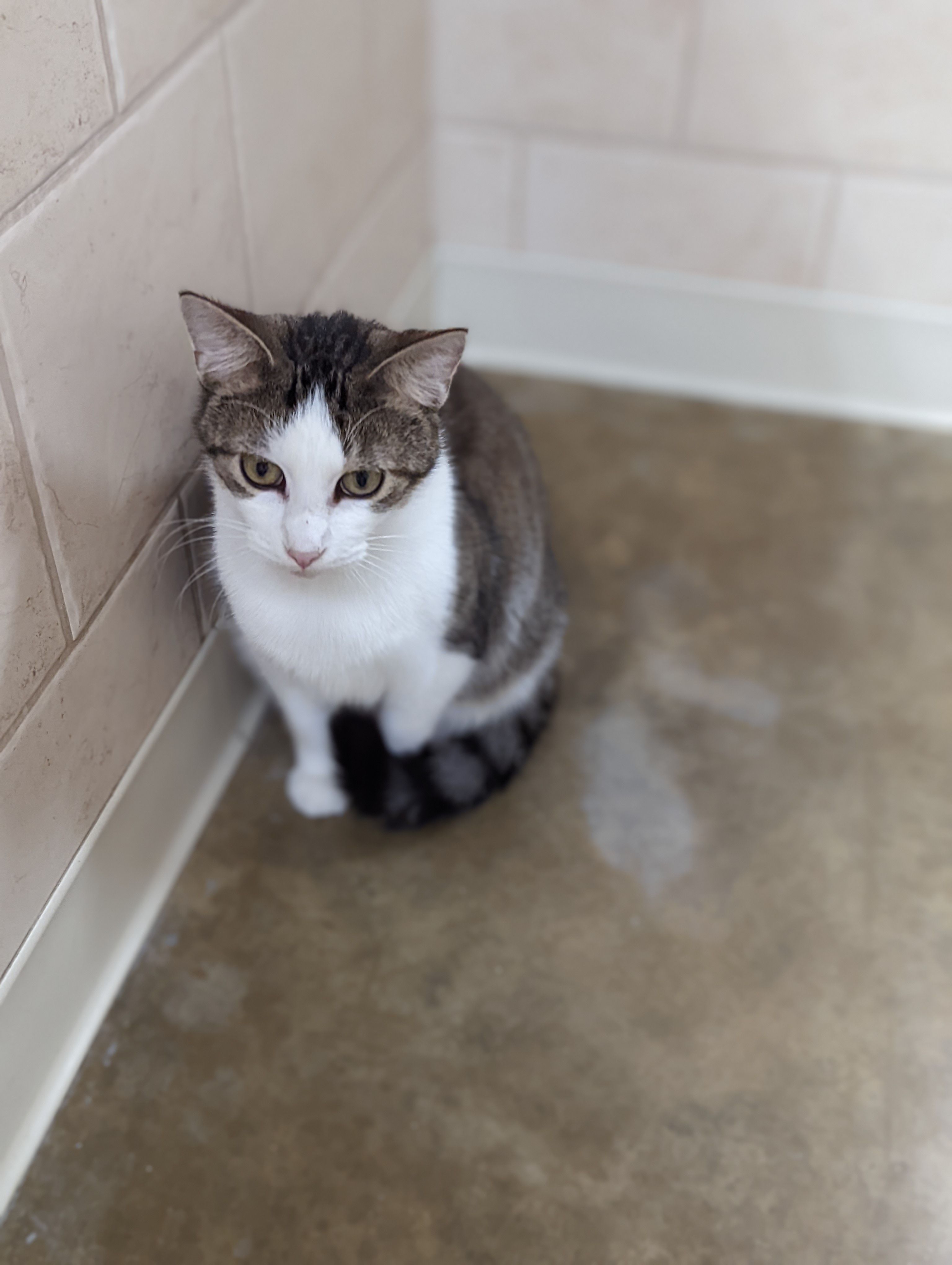 Coles County Animal Shelter