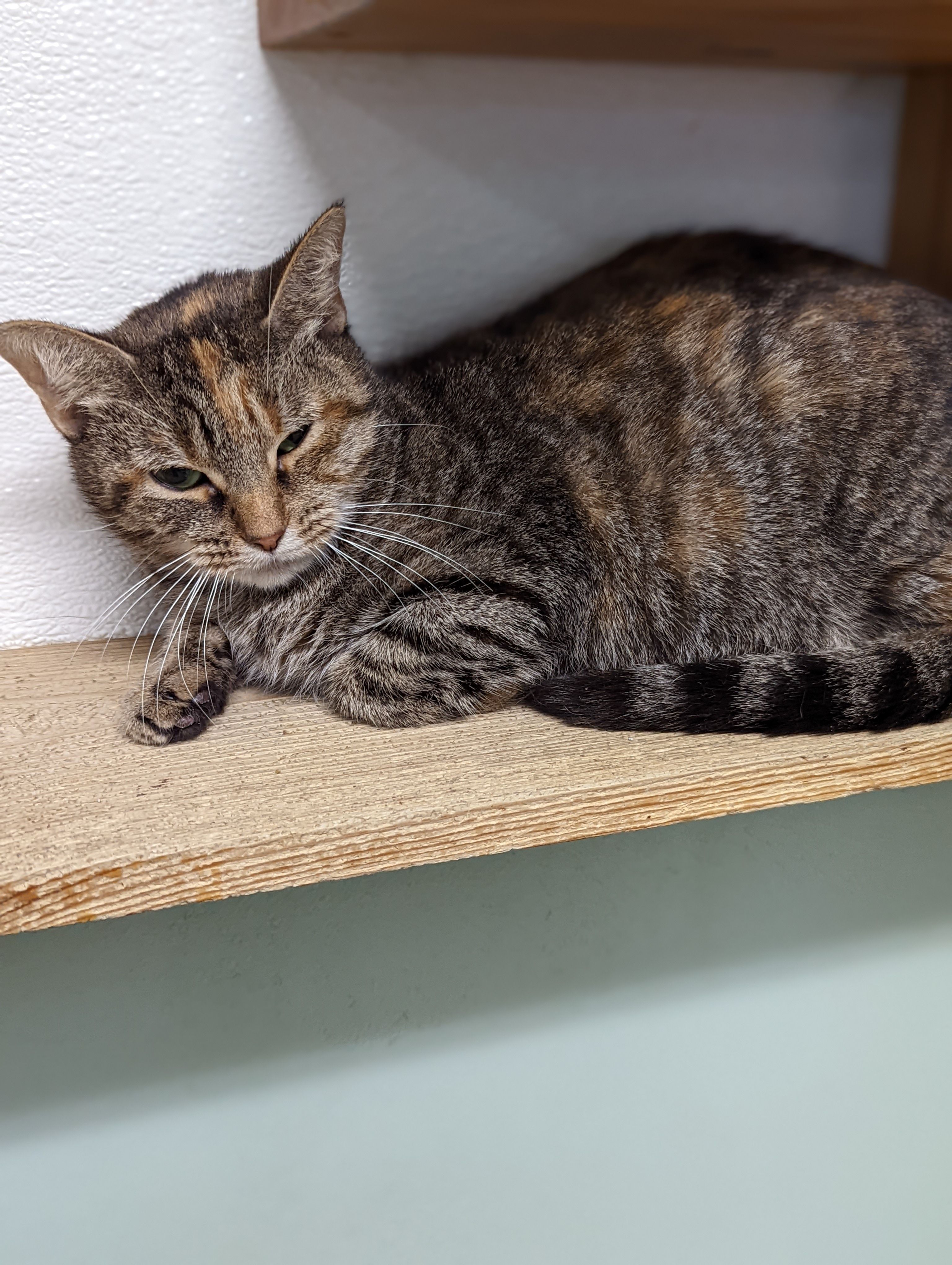 Coles County Animal Shelter