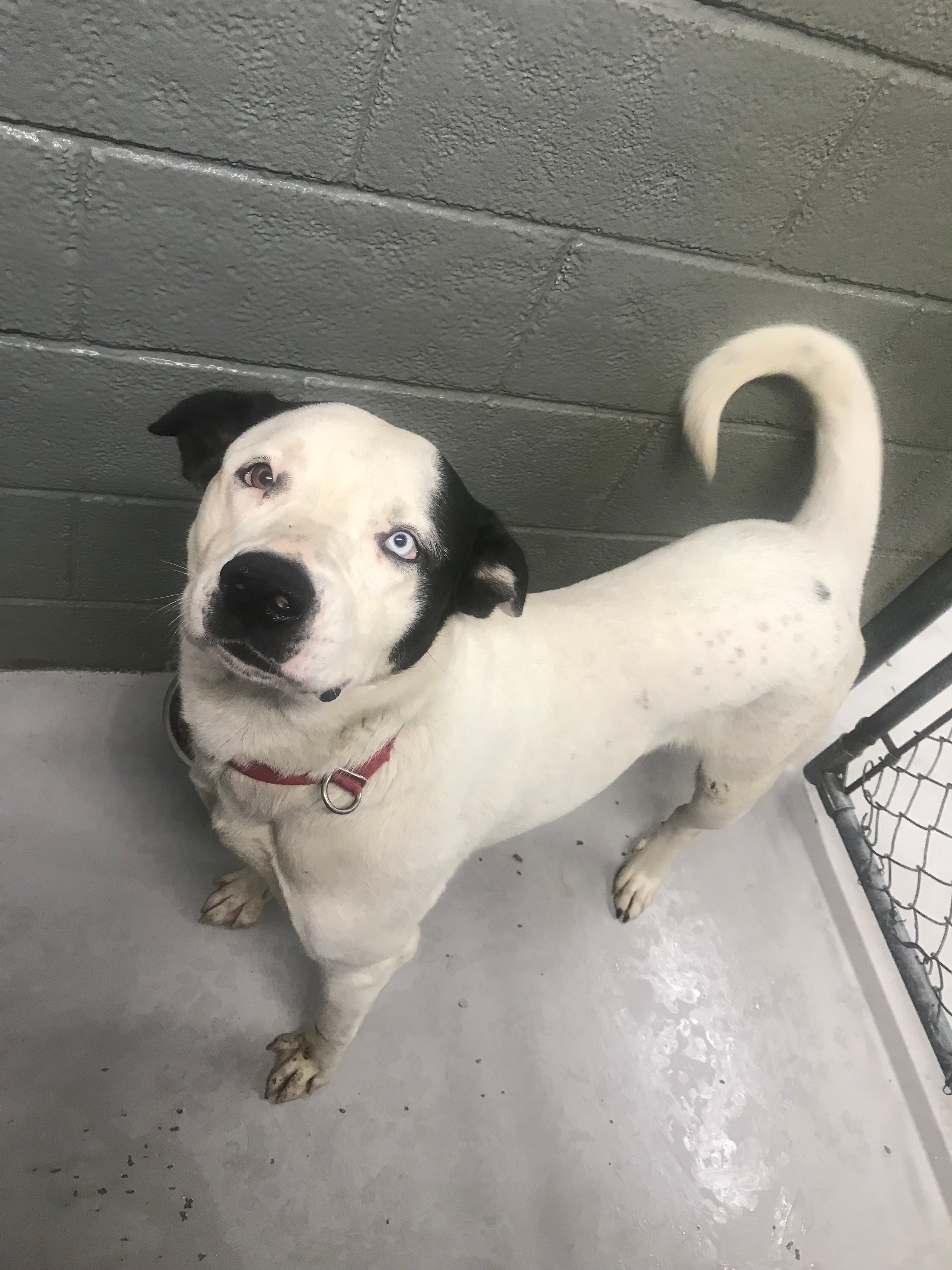 Coles County Animal Shelter