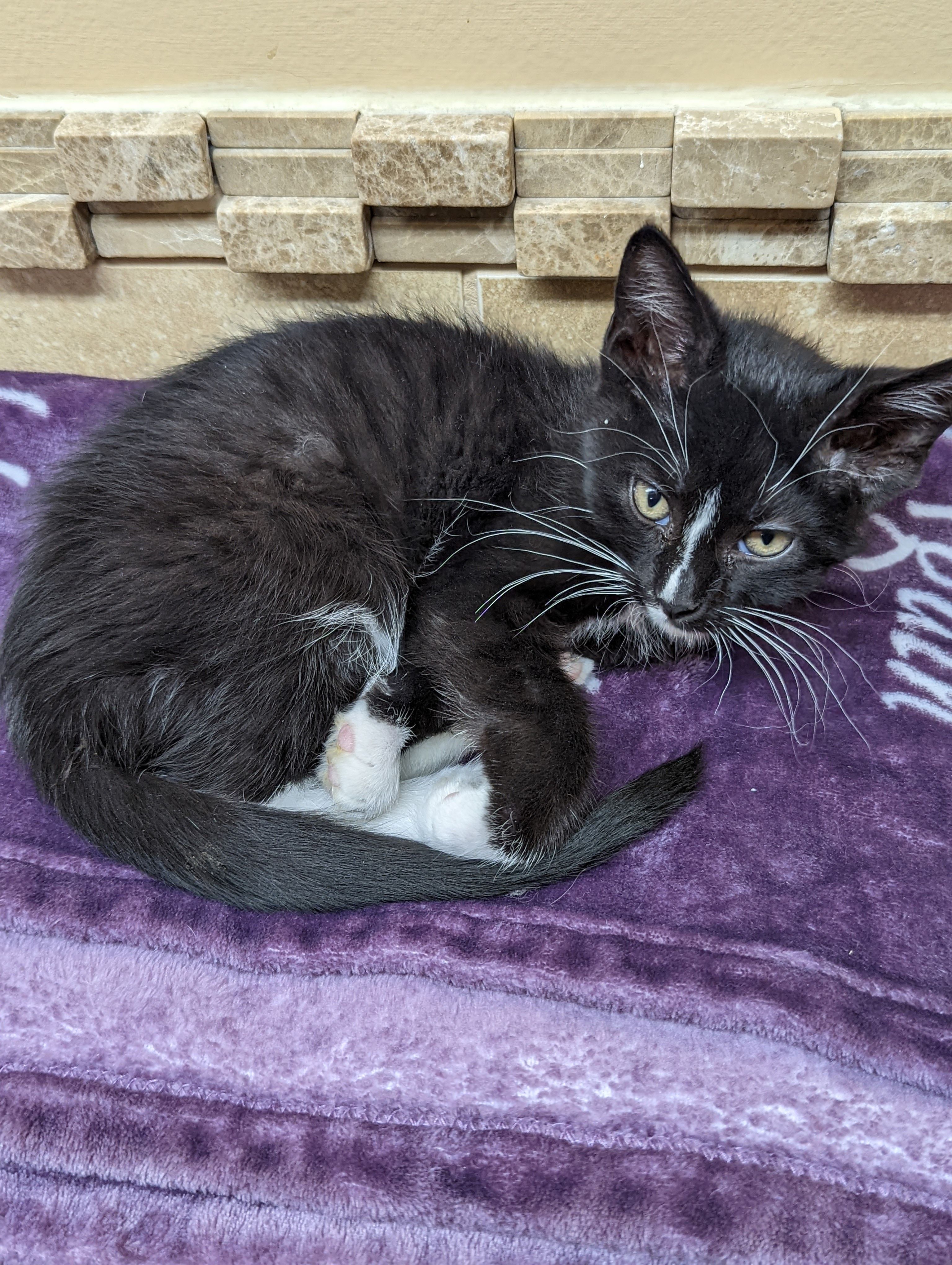 Coles County Animal Shelter