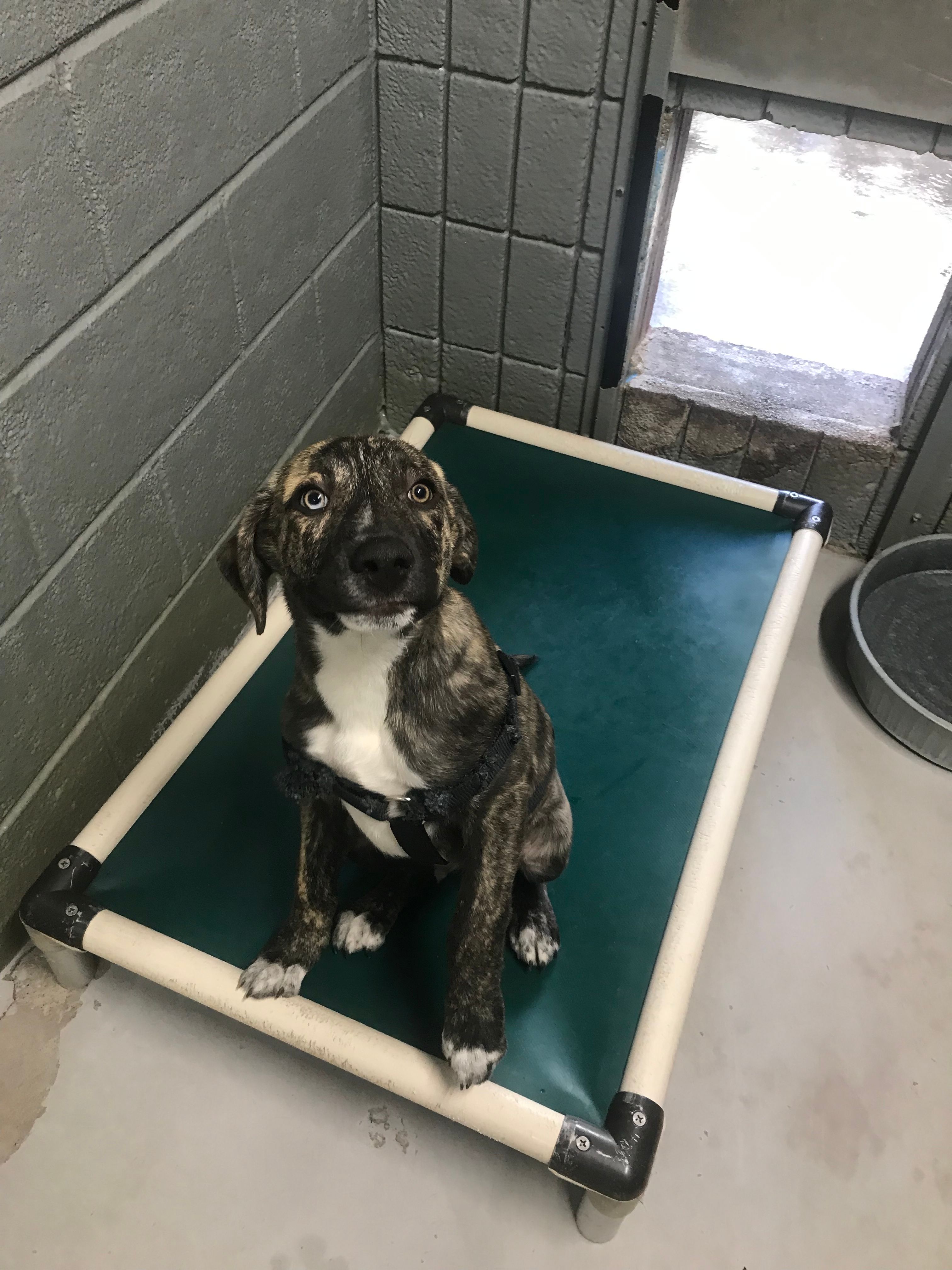 Coles County Animal Shelter