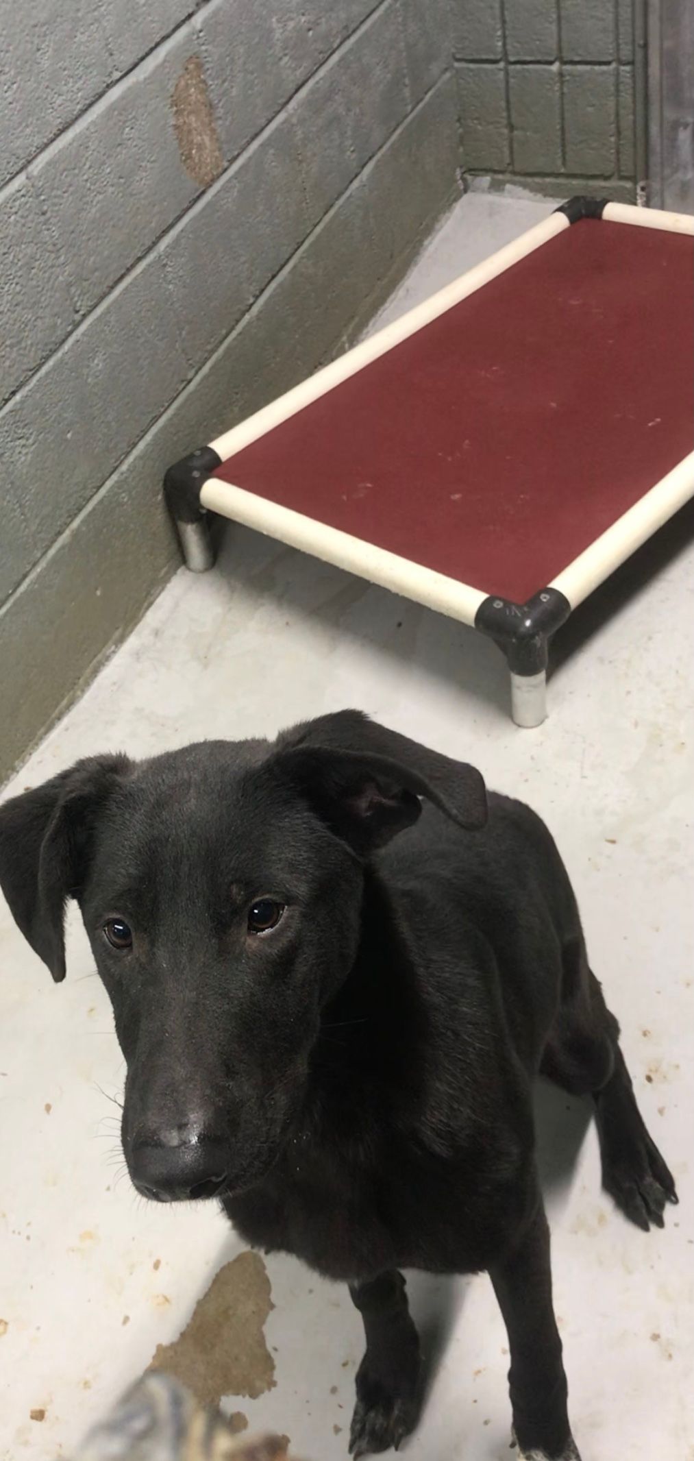 Coles County Animal Shelter