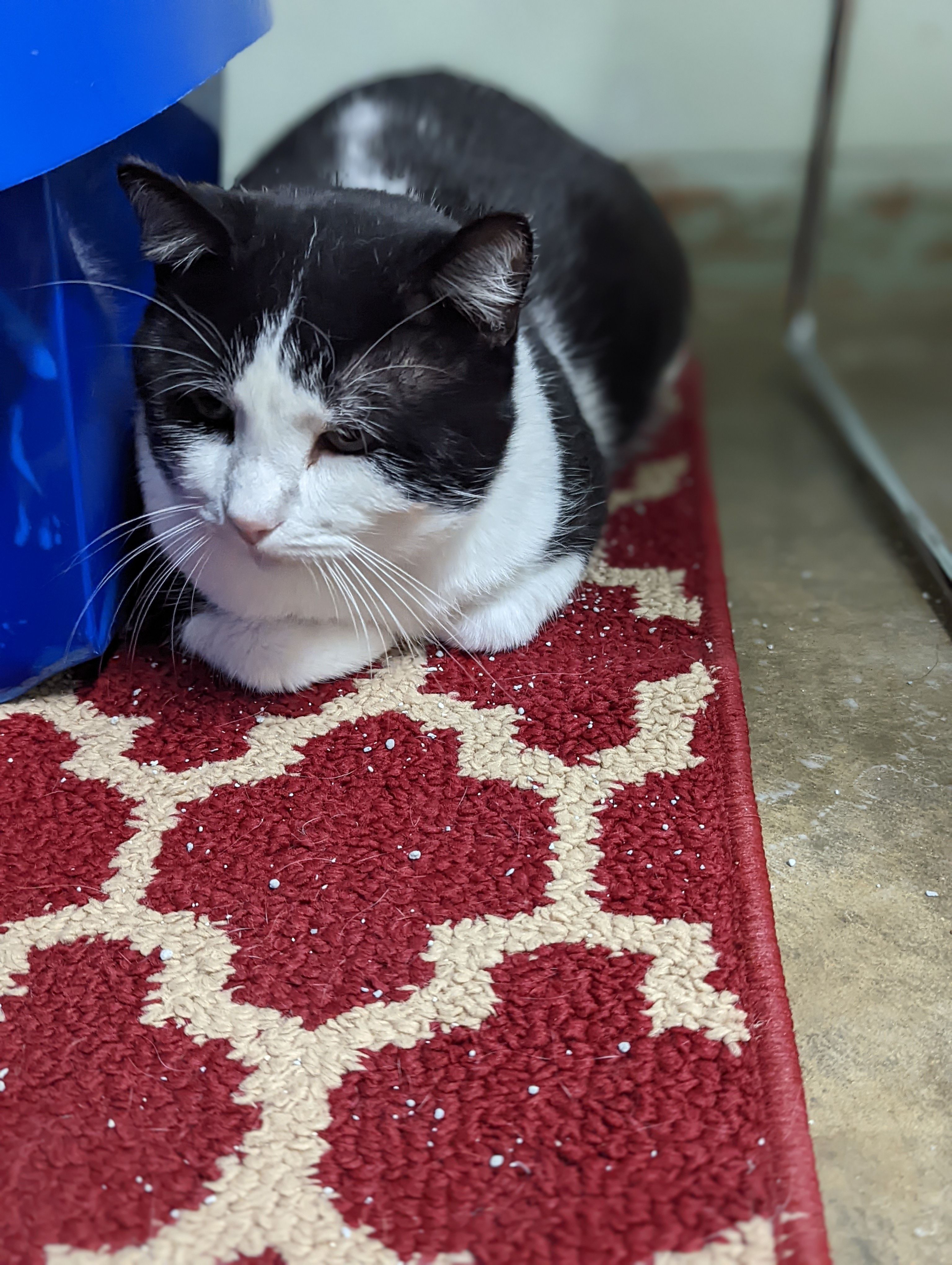 Coles County Animal Shelter