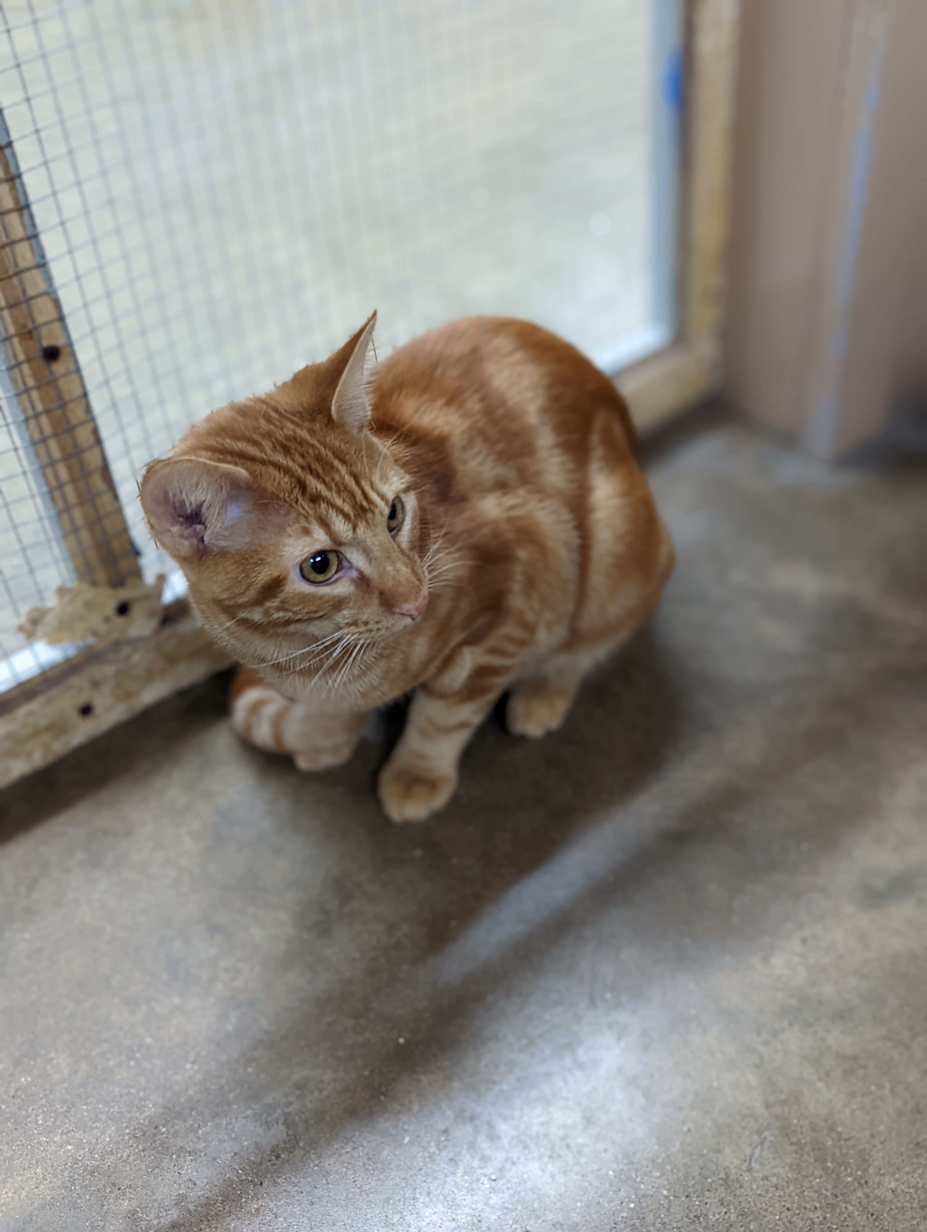 Coles County Animal Shelter