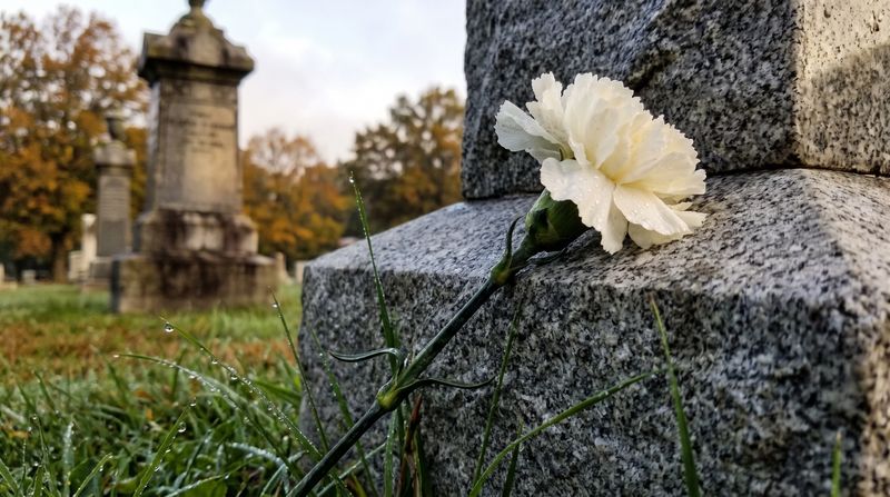 A single white carnation resting against a granite headstone