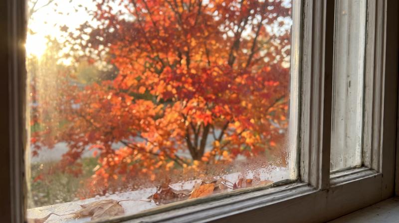 A red maple tree seen through a window in warm autumn light