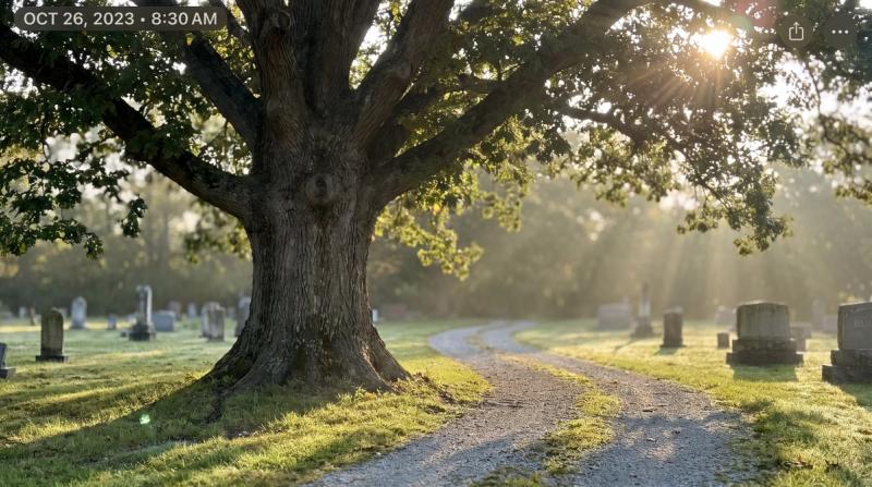 A large old oak tree standing beside a quiet cemetery path