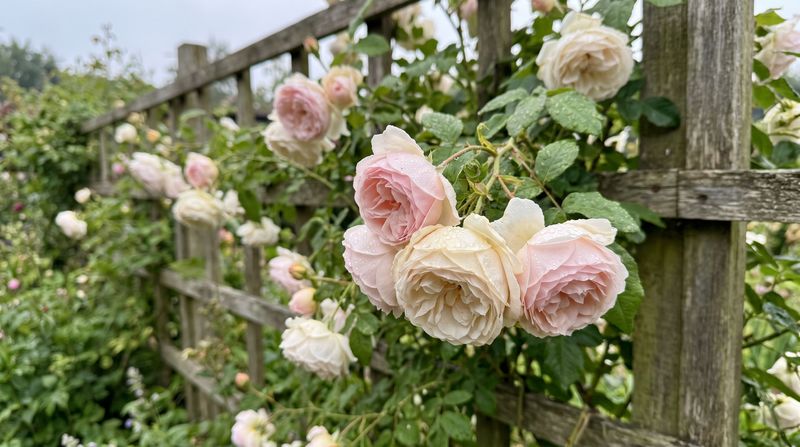 Close view of white and pink roses climbing wild through a cottage garden