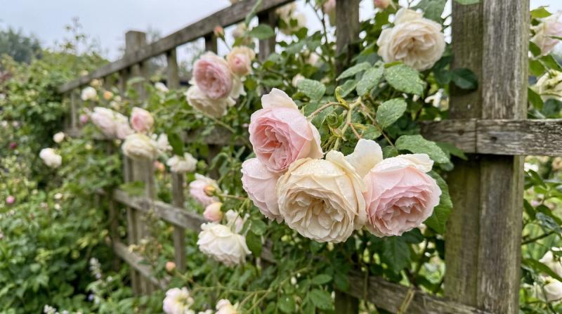 Close view of white and pink roses climbing wild through a cottage garden