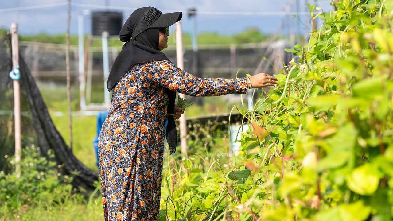 Farmer tending crops in Sh. Goidhoo
