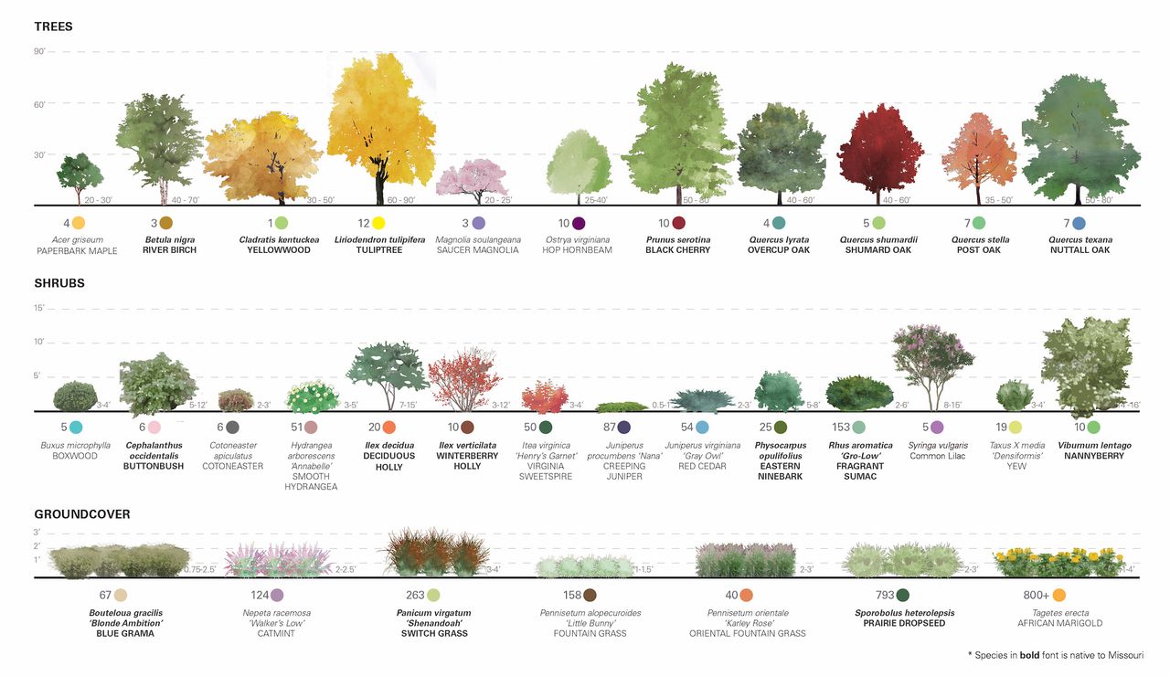 Different tree species for st. Ferdinand park triangle park St. Louis Missouri, illustration by Arbolope Studio.