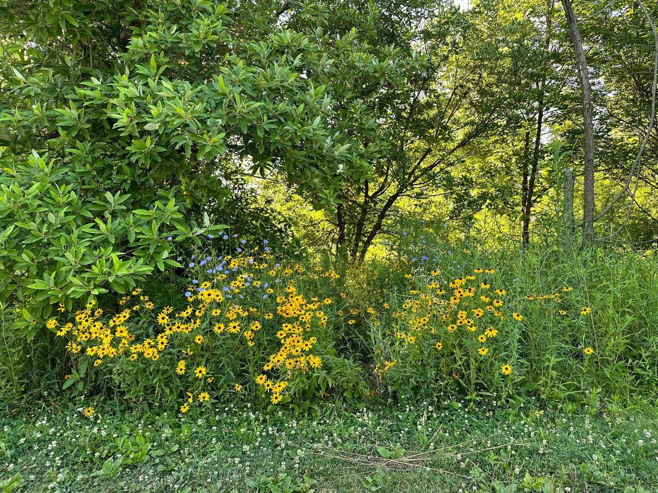Native plantings along the project site edge allow the amphitheater to blend into the surrounding creekside.