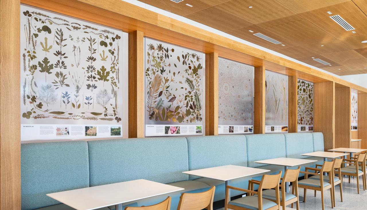Up close plant specimen panels for the Sassafras cafe in the Jack C. Taylor Vistor center at the Missouri Botanical Gardens created designed by arbolope studio