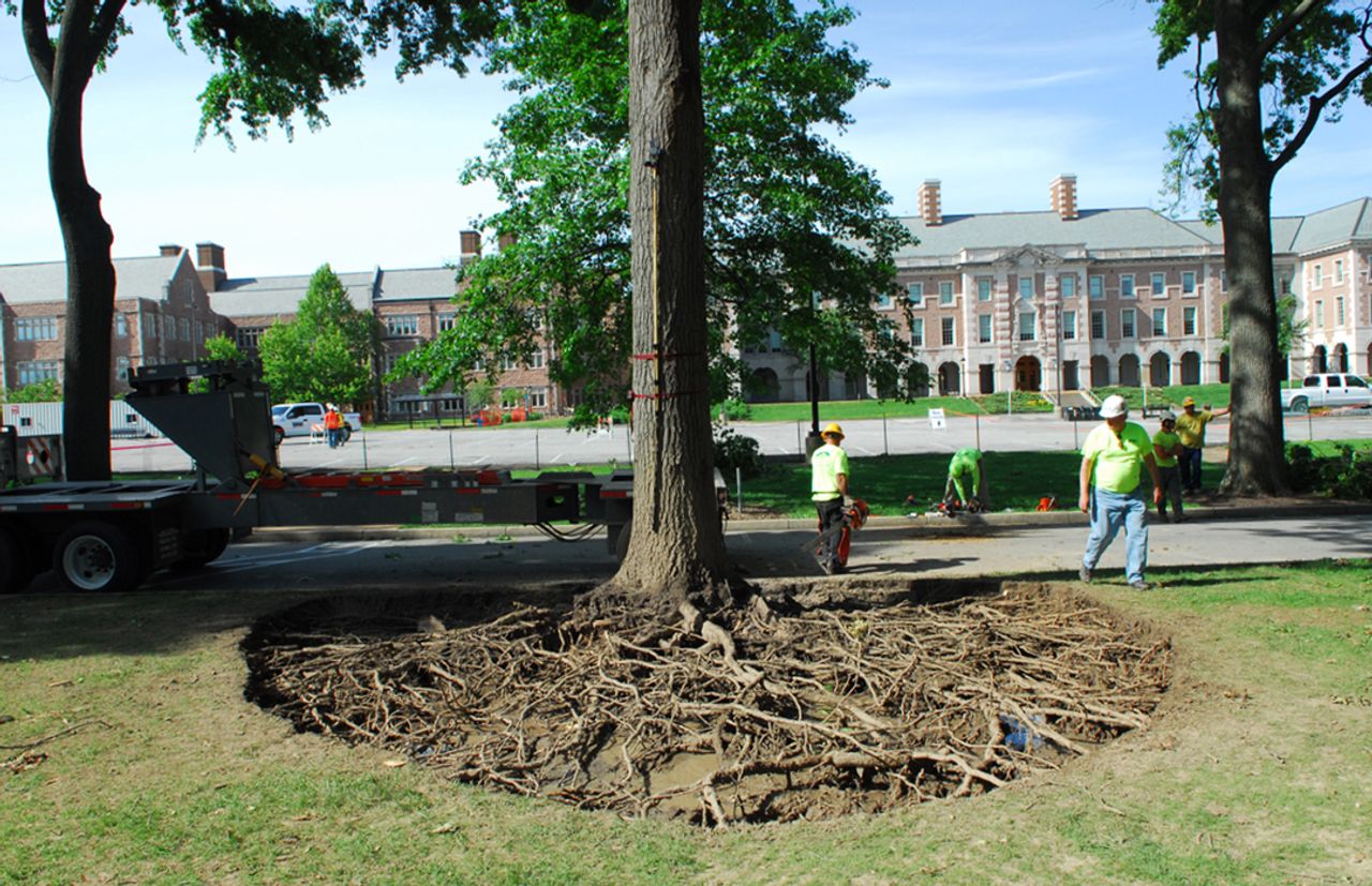 One Tree Project at Sam Fox School, Washington University in St. Louis (WUSTL) East End Transformation