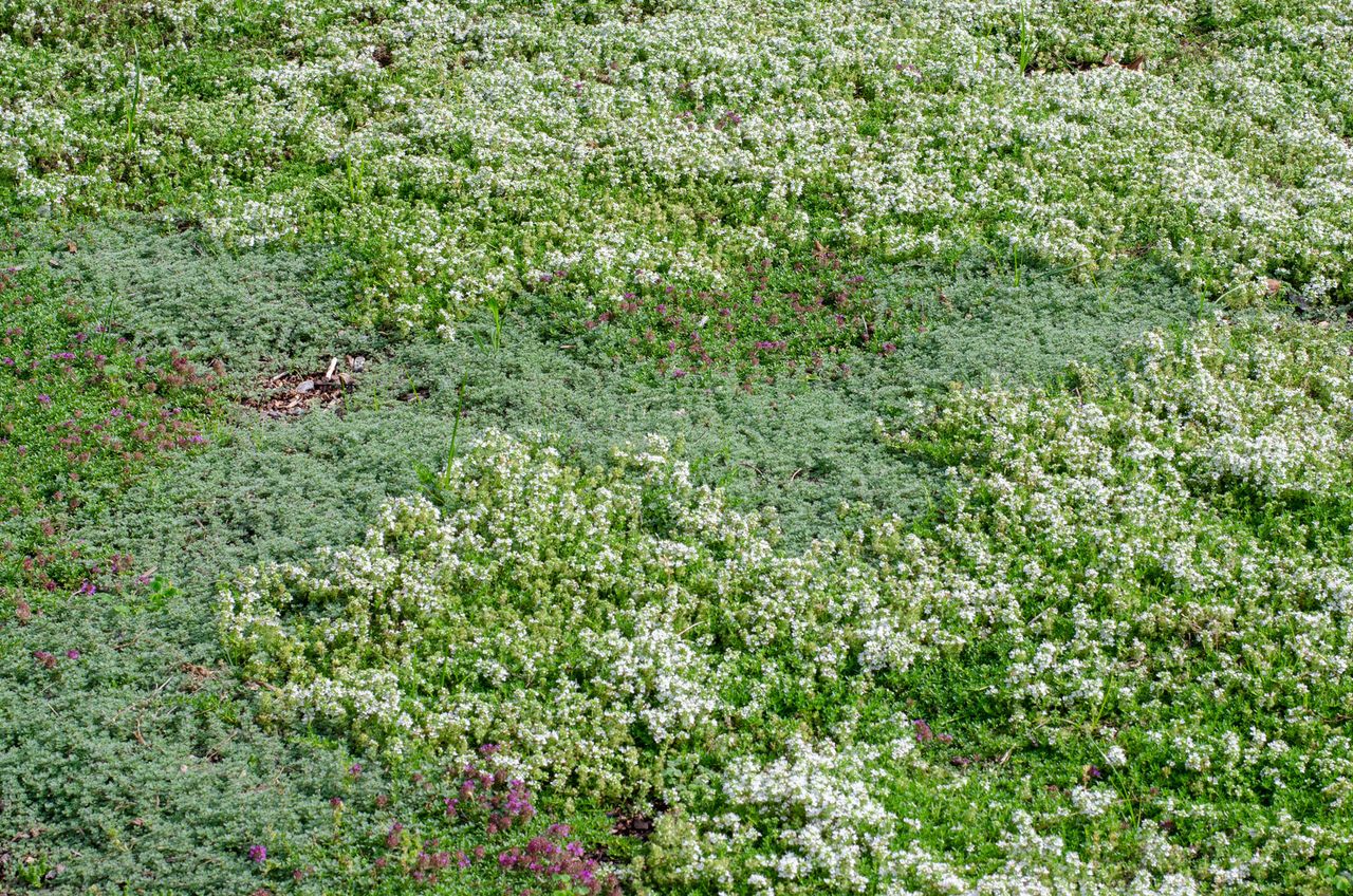 Arbolope studio landscape architecture design firm detail photo washington university saint louis missouri art on campus mildred lane kemper museum of art