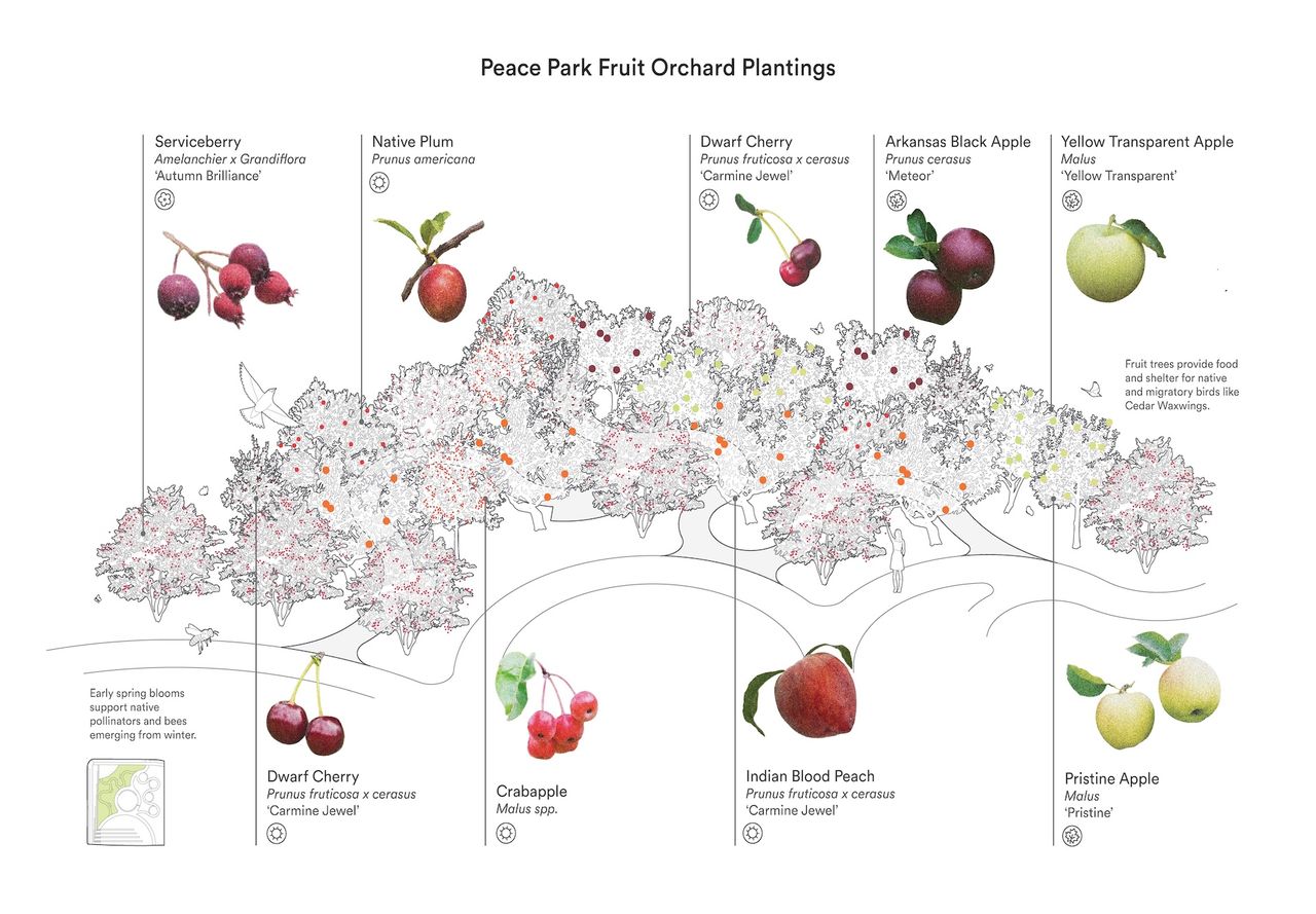 Peace Park Fruit Orchard Plantings