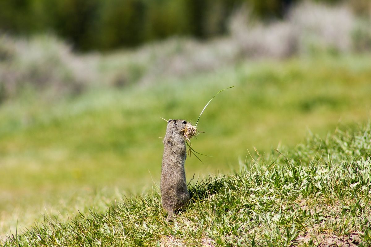 As mudanças climáticas estão encolhendo os animais?