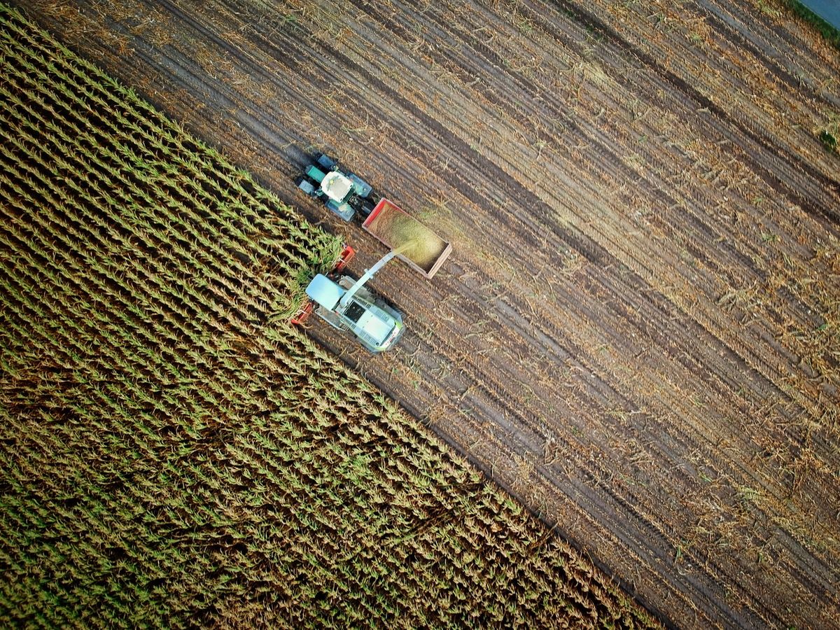 ONU pede transformação dos sistemas alimentares mundiais para combater fome