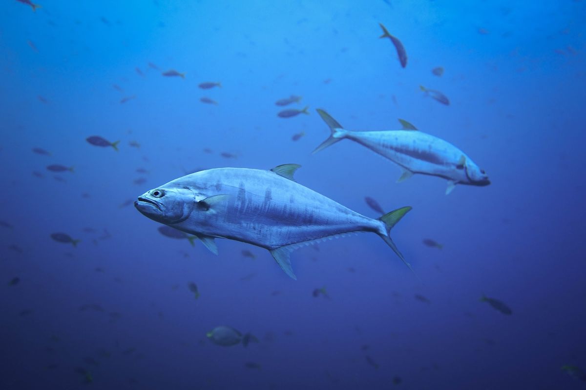 73% dos peixes em zona do Oceano Atlântico ingerem microplásticos