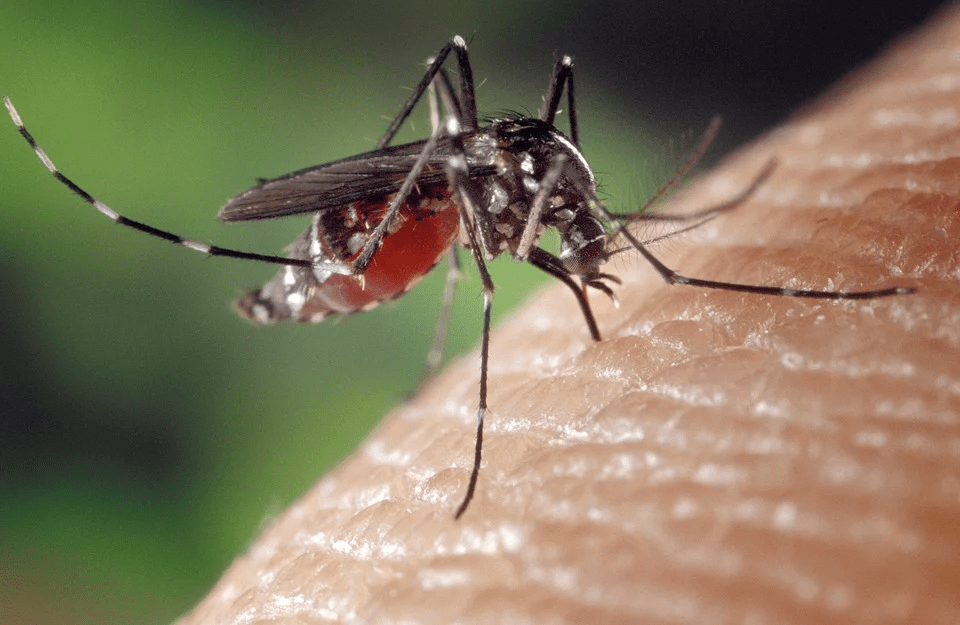 Crise silenciosa: A persistência dos casos de Malária na região Amazônica
