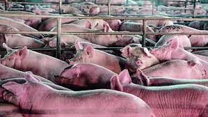 A produção e consumo desenfreado de proteína animal e as pandemias