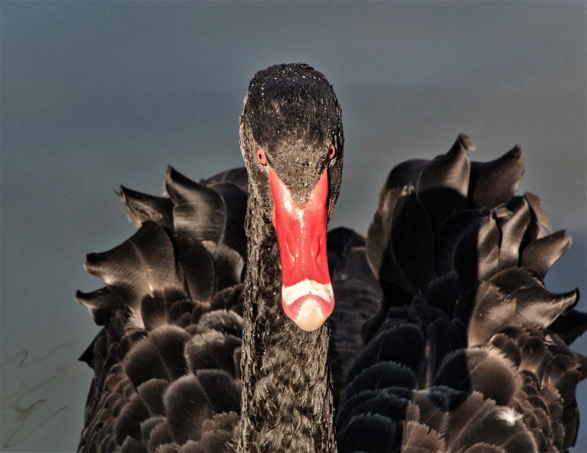 A pandemia de COVID-19 não é um Cisne Negro