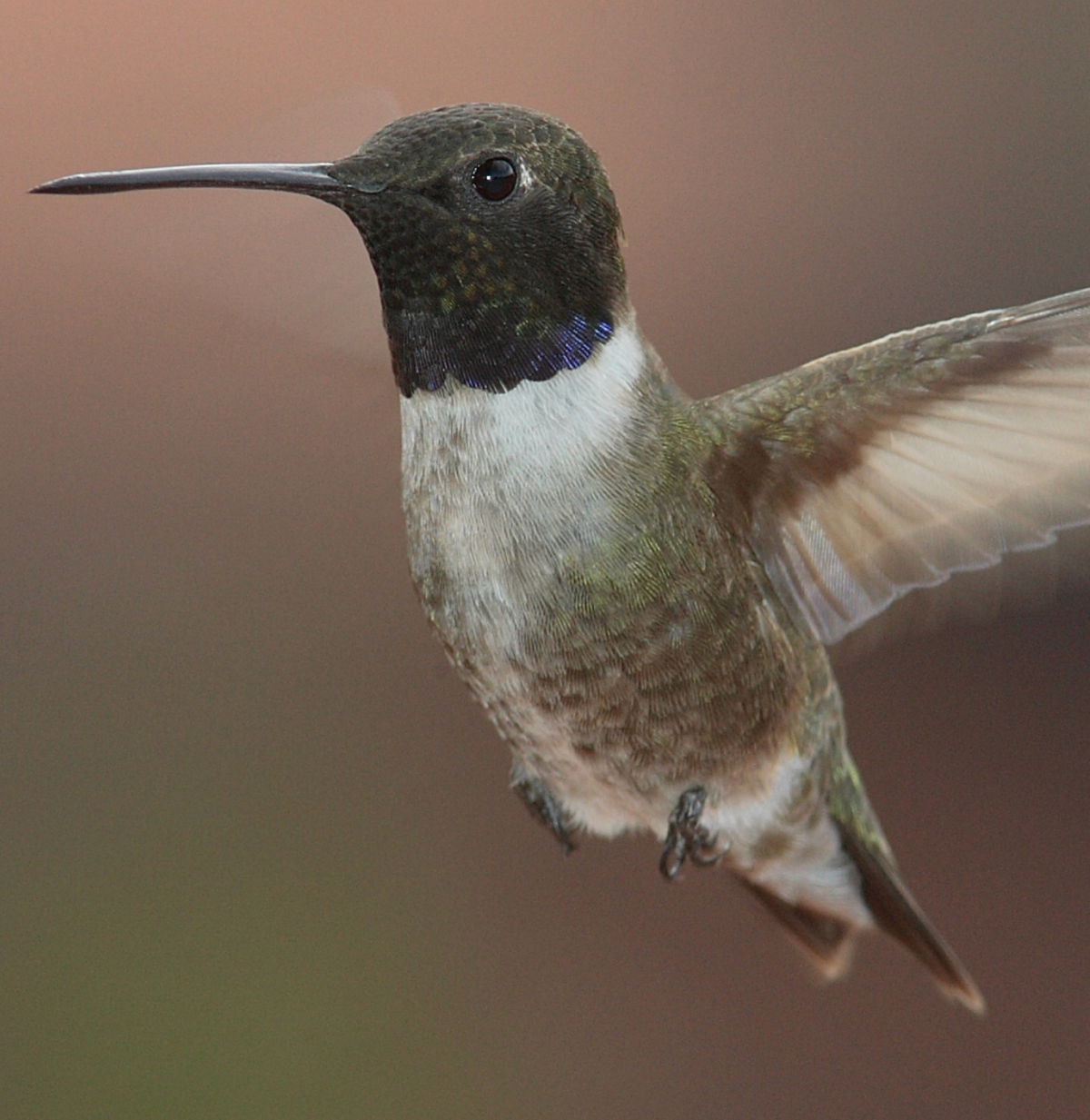 Black-chined hummingbird. Photo shared on Wikipedia, photographer unknown.
