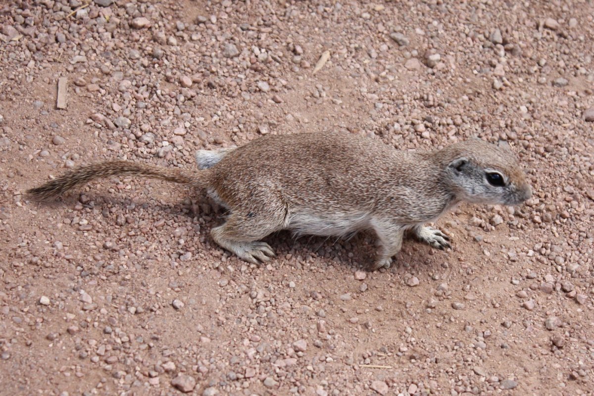 Round-tailed Ground Squirrel, Phoenix, AZ. Photo posted to Wikipedia by Kaldari.