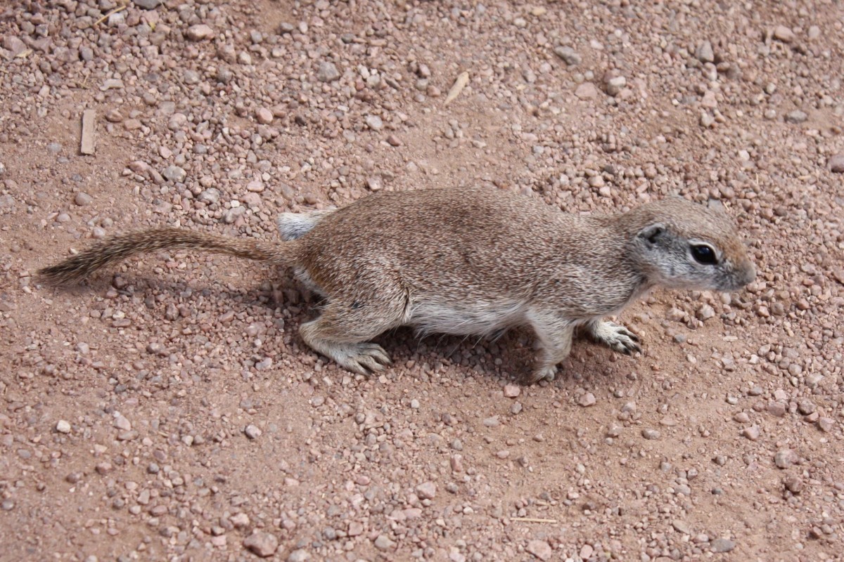Round-tailed Ground Squirrel, Phoenix, AZ. Photo posted to Wikipedia by Kaldari.