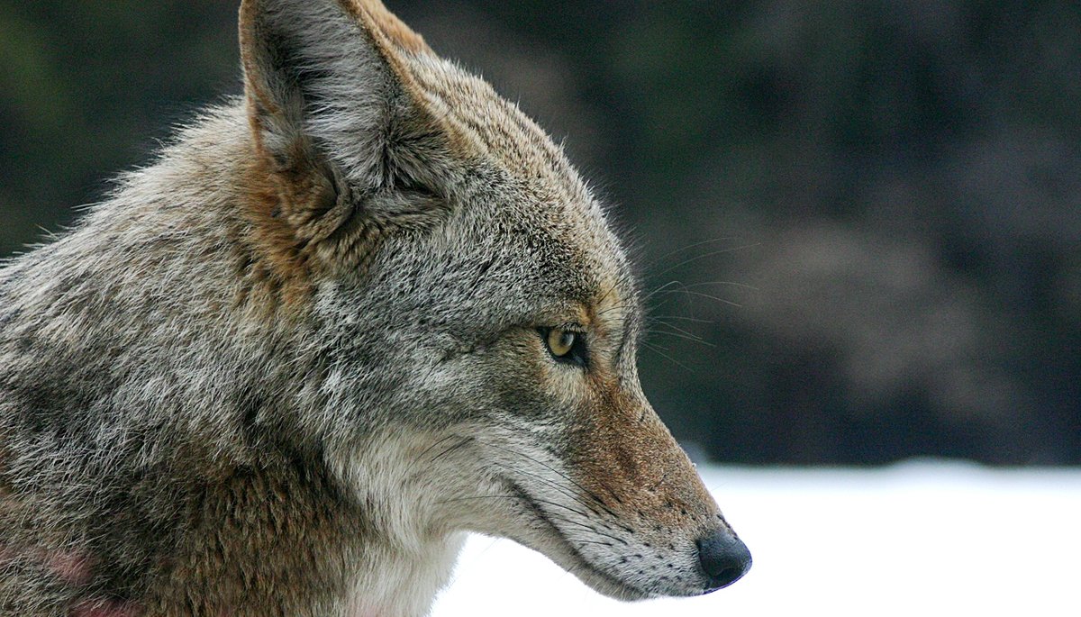 Coyote. Photo shared on Wikipedia by Christopher Bruno.