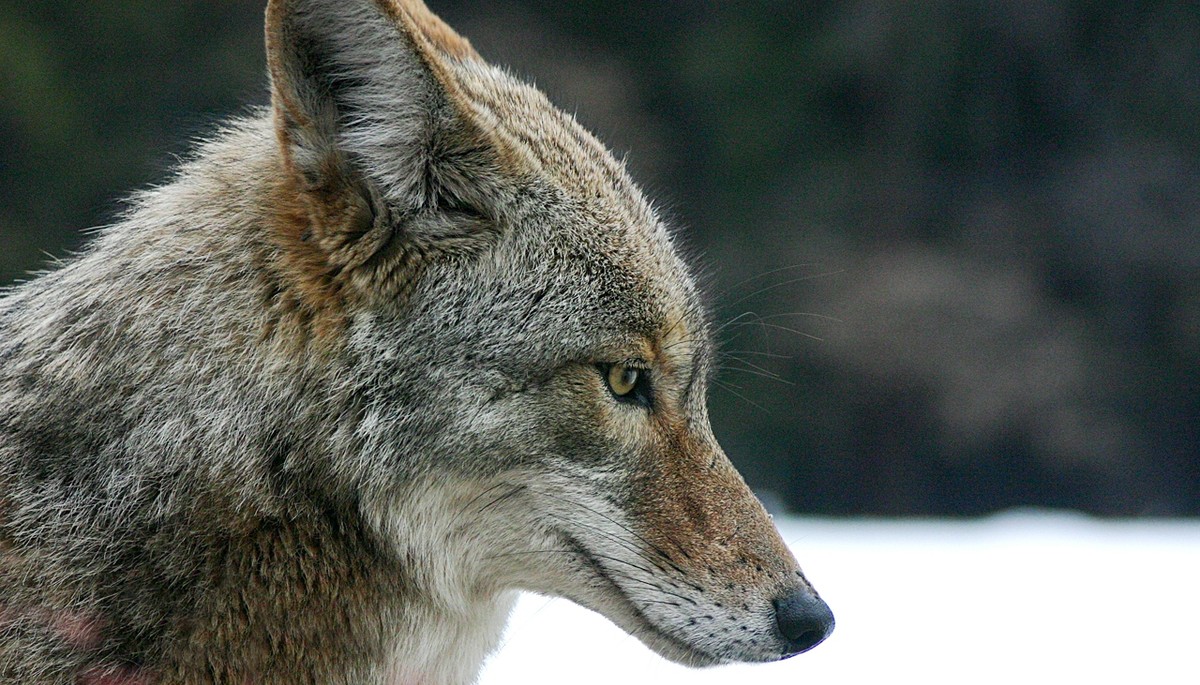 Coyote. Photo shared on Wikipedia by Christopher Bruno.
