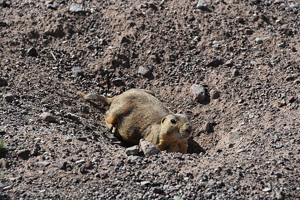 Gunnison's Prairie Dog. Photoby Loren Cassin Sackett.