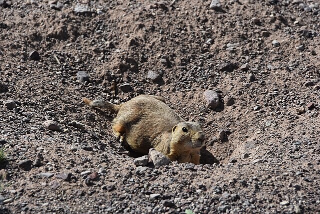 Gunnison's Prairie Dog. Photoby Loren Cassin Sackett.