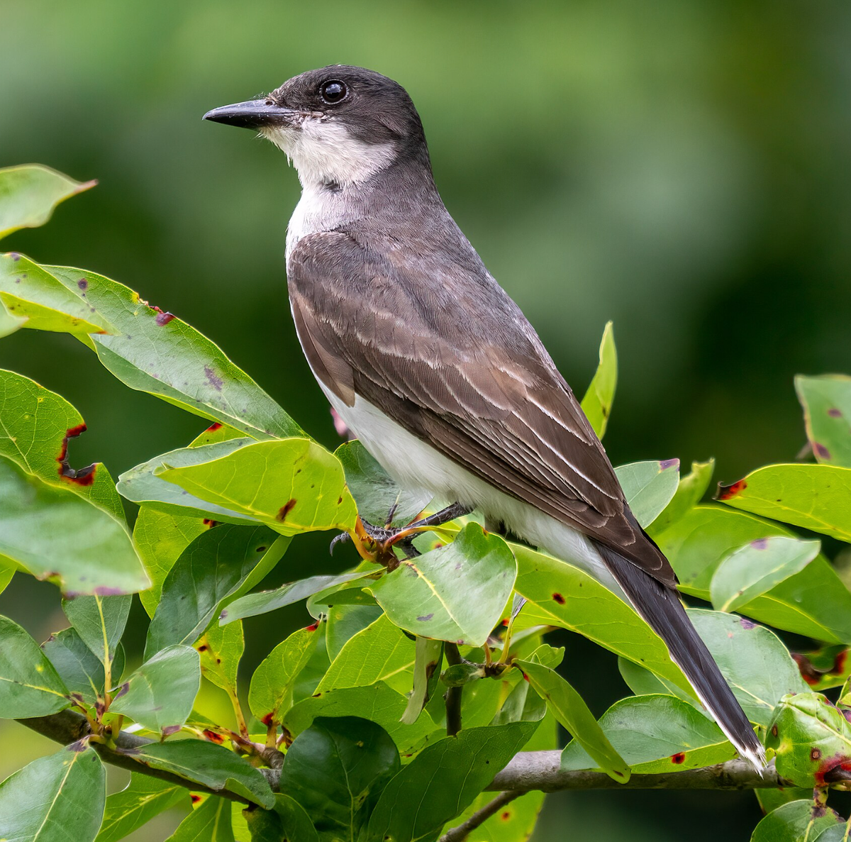 Eastern Kingbird. Photo shared on Wikipedia by Rhododendrites.