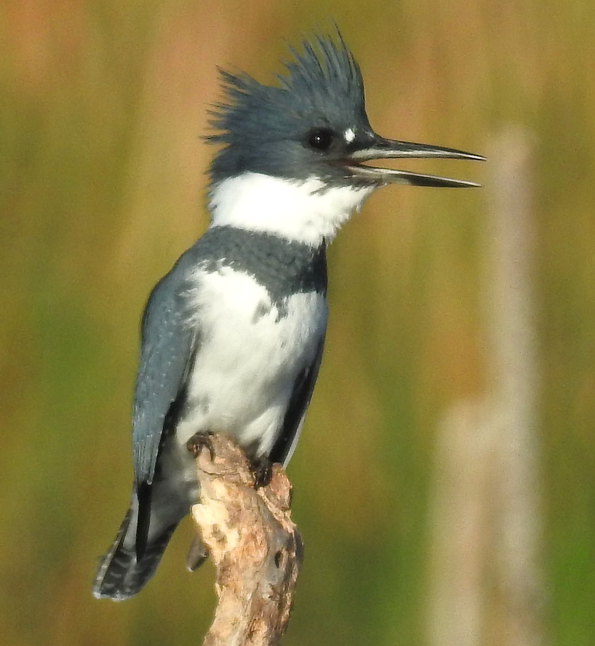 A male Belted Kingfisher perched atop a wooden branch at Lake Apopka, FL. Photo shared on Wikipedia by JeffreyGammon.