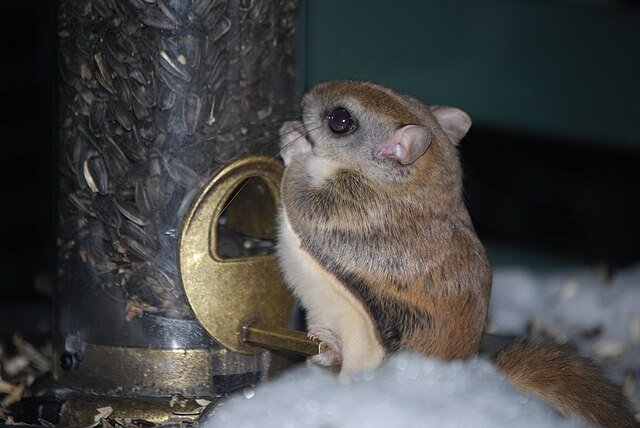 Southern Flying Squirrel eating at a bird feeder. Photo by Joshua Mayer.