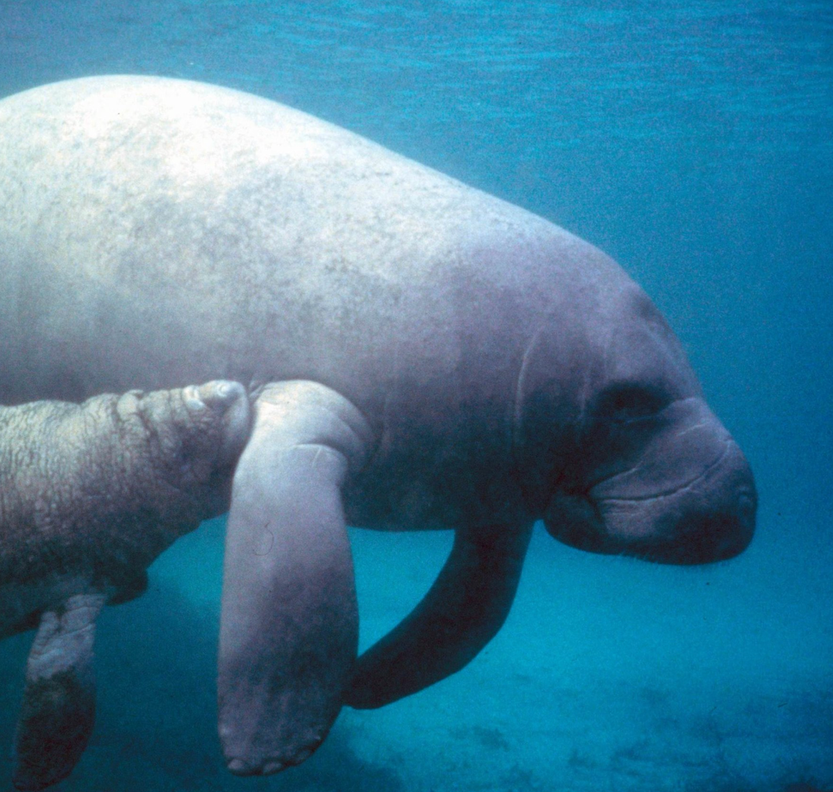 A manatee and her calf. Photo shared on Wikipedia by Galen Rathbun.