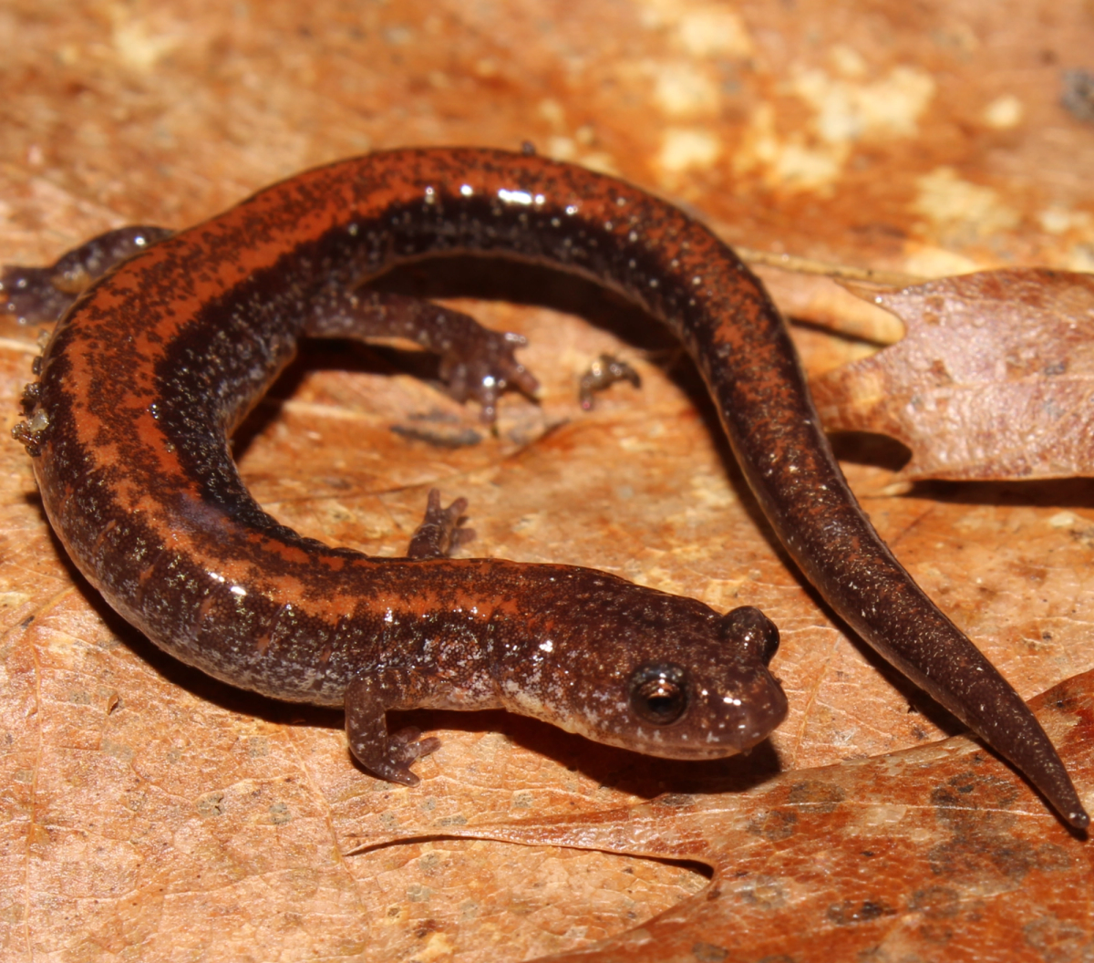 An adult Female Red-Backed Salamander found in Hubbardston, Massachusetts under a log. Photo shared on Wikipedia by Alex Karasoulos.