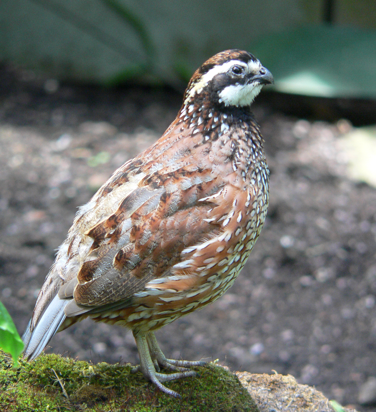 Northern bobwhite. Photo shared on Wikipedia by I, BS Thurner Hof.