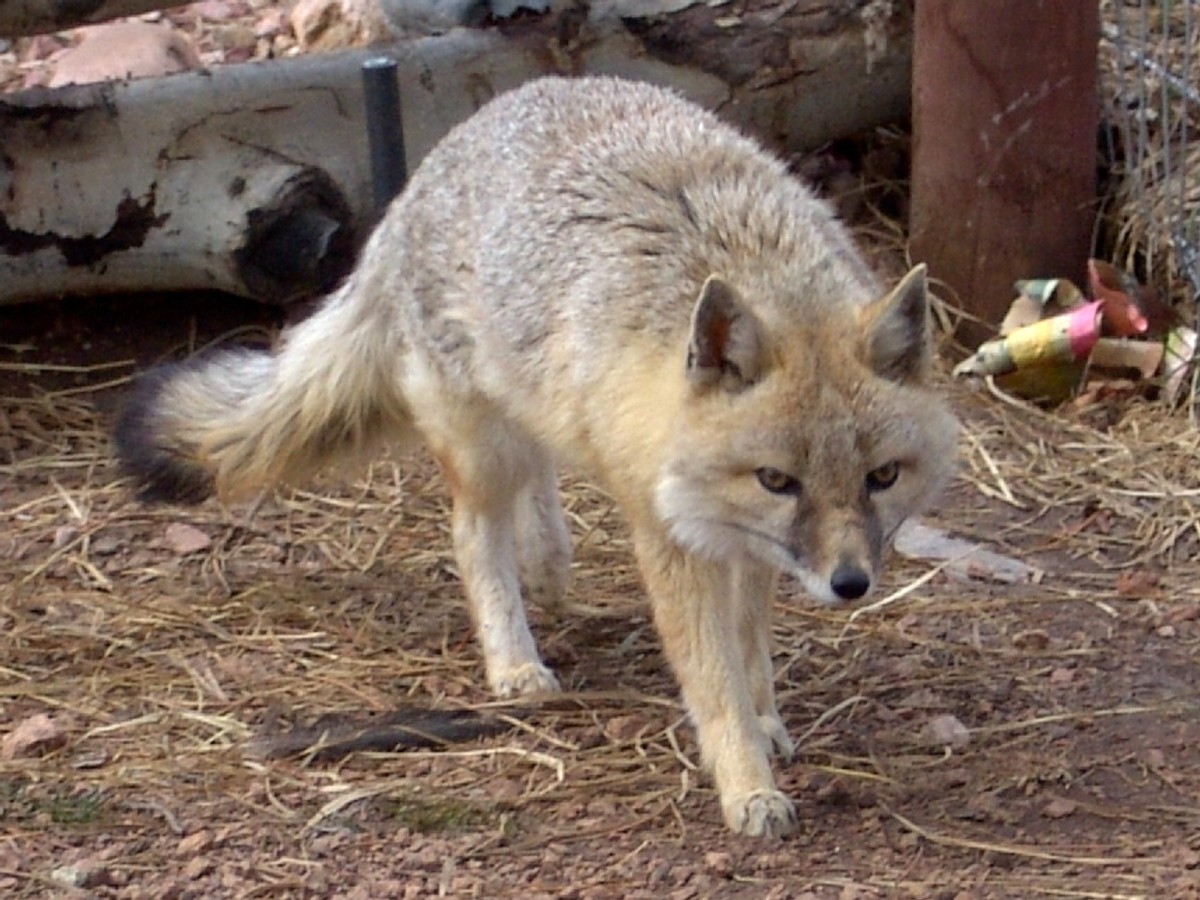 Swift fox. Photo shared on Wikipedia by Abujoy.