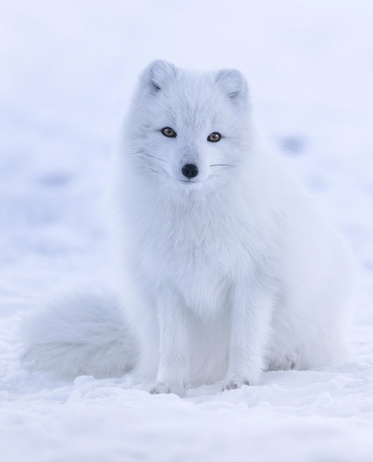 Arctic fox. Photo shared on Wikipedia by Jonathen Pie.