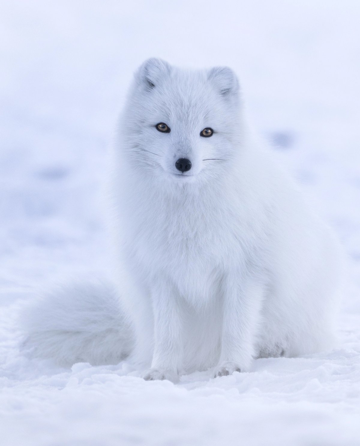 Arctic fox. Photo shared on Wikipedia by Jonathen Pie.