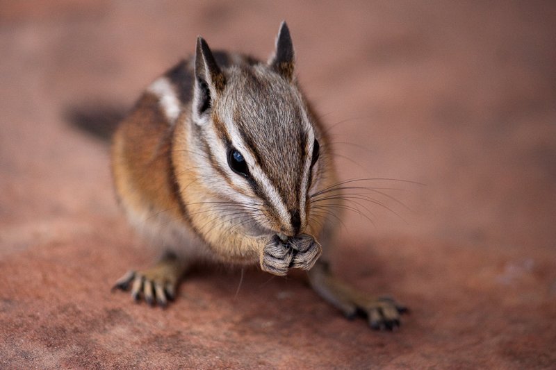 Uinta Chipmunk inside the Zion Nation Park, southwest Utah. Photo posted to Wikipedia by Tdomhan.