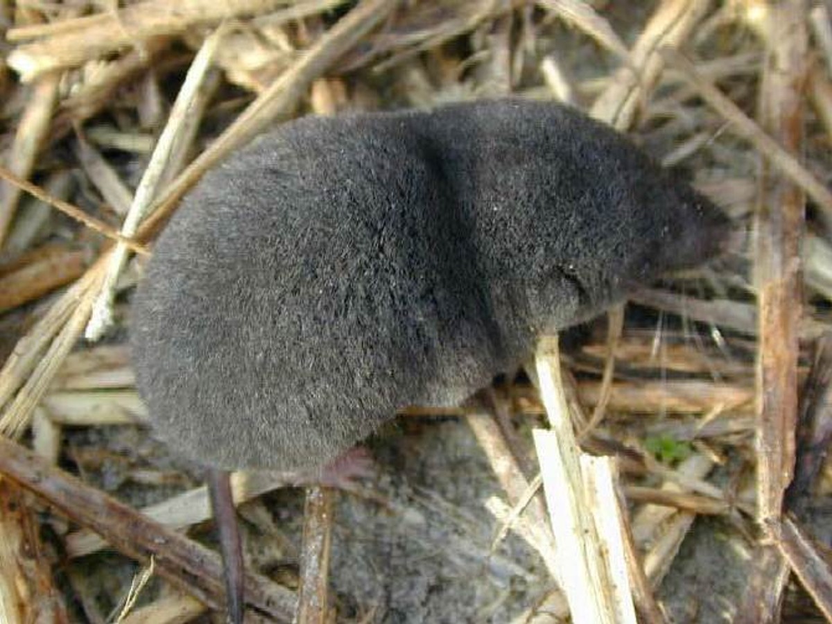 Southern short-tailed shrew. Photo shared on Wikipedia, photographer unknown.